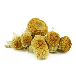 Order Golden Mammoth Dried Magic Mushrooms