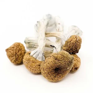 Order Texas Yellow- Cap Dried Magic Mushrooms Online